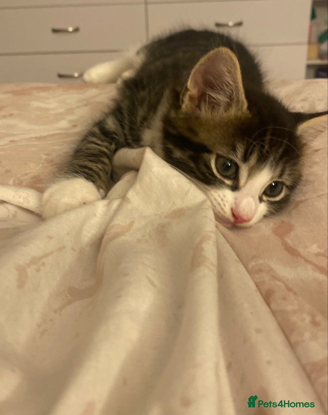 Mixed Breed cats for sale: 4 beautiful kittens for sale , 3 boys 1 girl  - Image 7