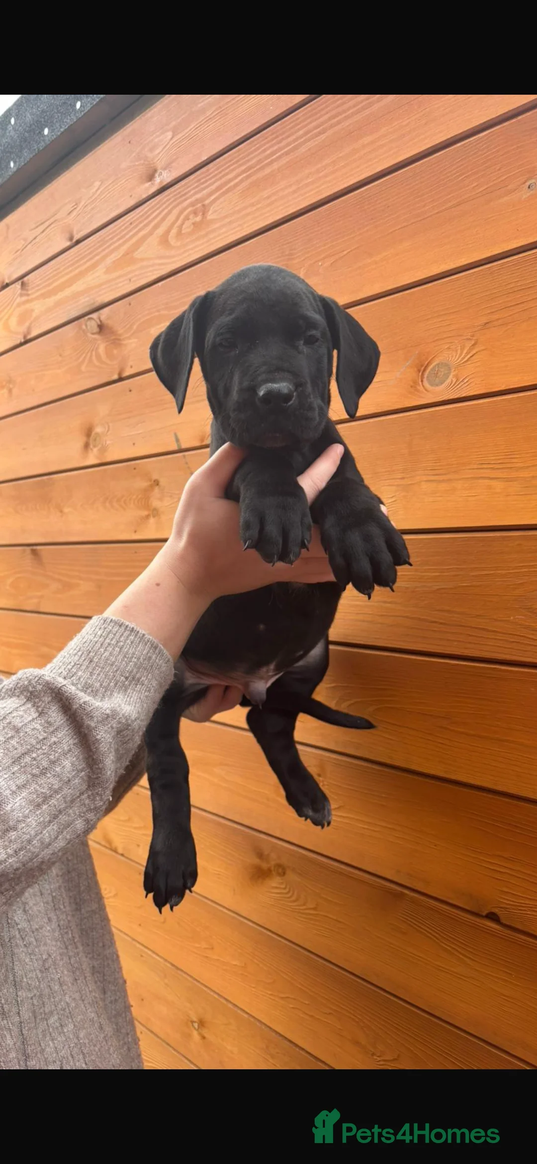 Presa Canario dogs for sale: Presa Canario puppies REDUCED  - Advert 13