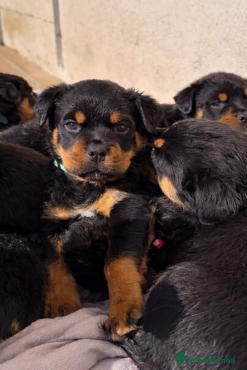 Rottweiler dogs Rottweiler pups KC Registered + Champ Bloodlines - Advert 6