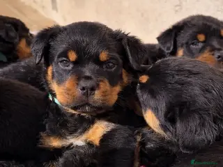 Rottweiler dogs Rottweiler pups KC Registered + Champ Bloodlines - Advert 6