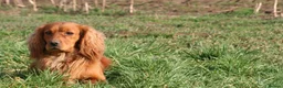 Cockerdor dogs for sale: 🌟STUNNING HEALTH TESTED FOX RED COCKERDORS 🌟 - Advert 3