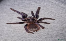 Tarantulas invertebrates for sale: Small Tarantula list OTO - Image 4