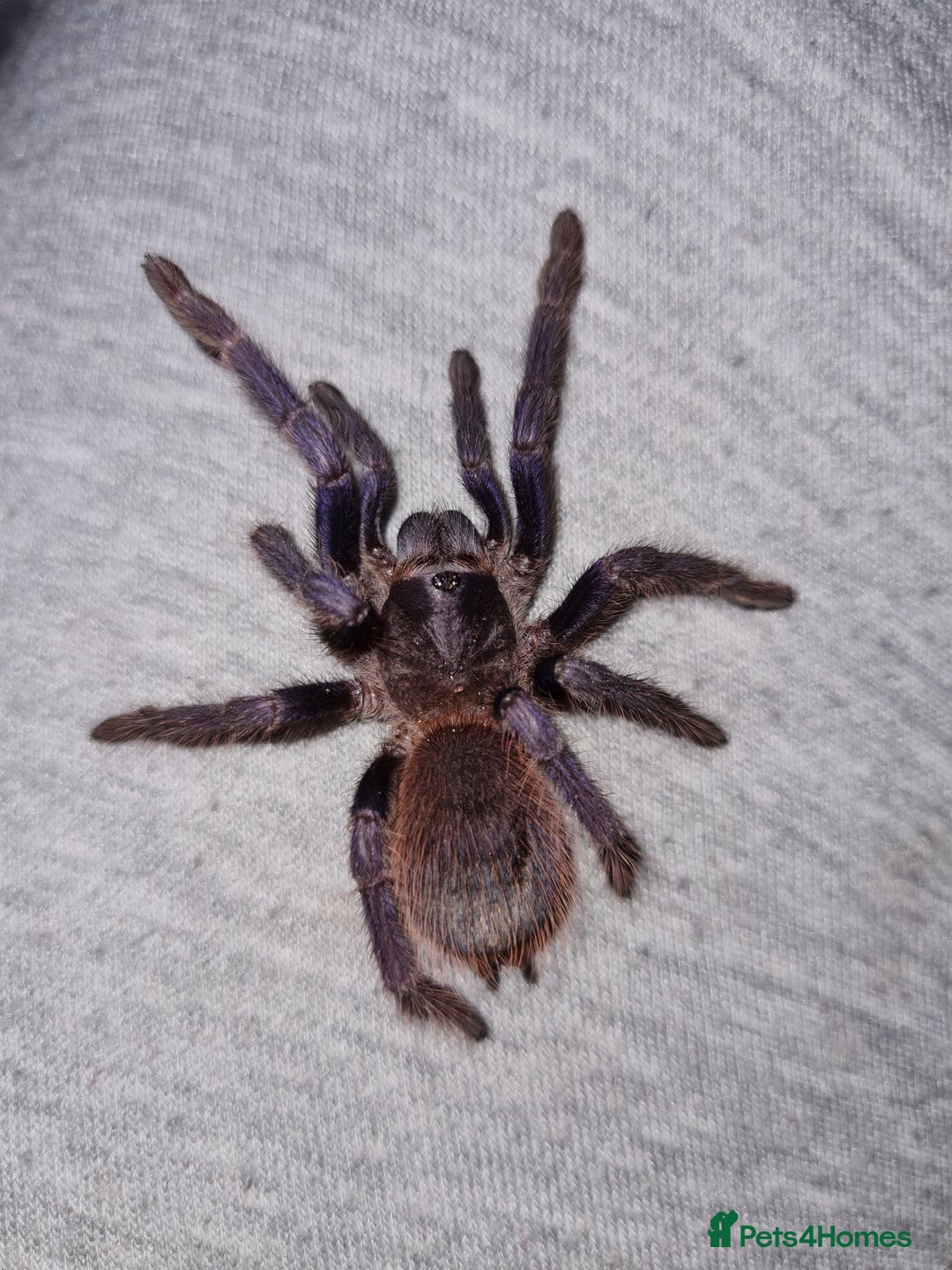 Tarantulas invertebrates for sale: Small Tarantula list OTO - Image 4