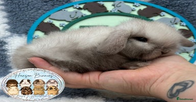Mini Lop rabbits - Advert 8