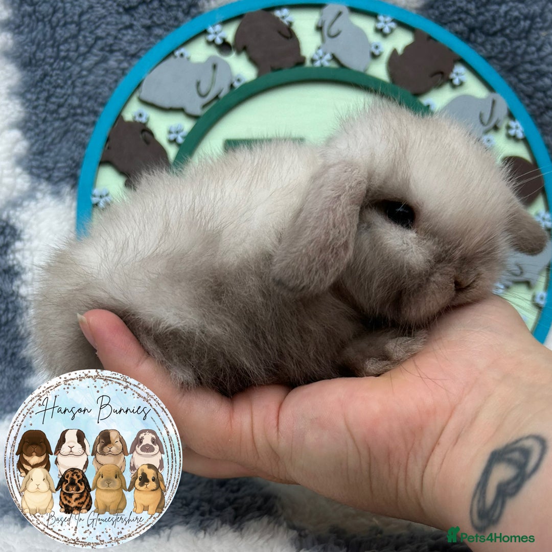 Mini Lop rabbits for sale: Beautiful Mini Lop Babies Available  - Image 3