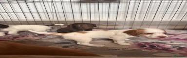 Cocker Spaniel 1