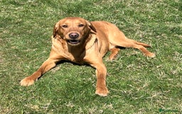 Labrador Retriever dogs for sale: Kc reg fox red Labradors  - Advert 15