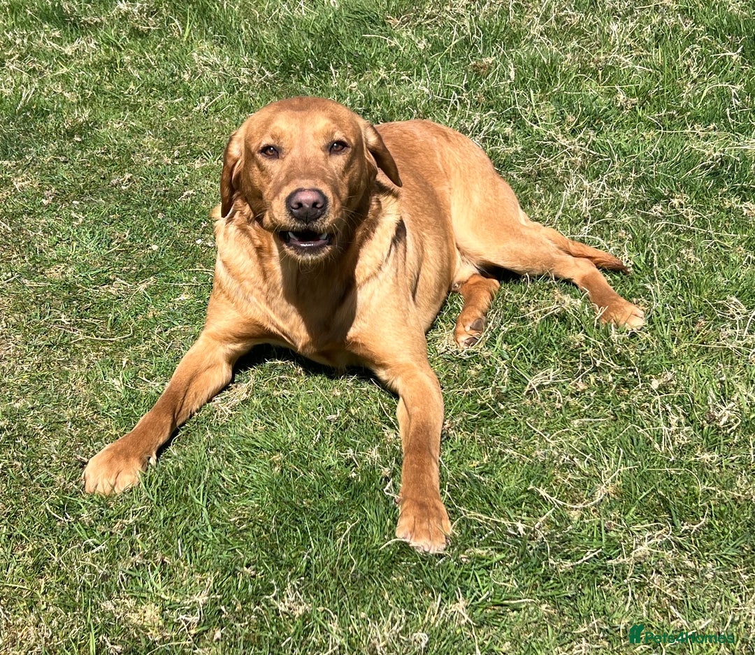 Labrador Retriever dogs for sale: Kc reg fox red Labradors  - Advert 15