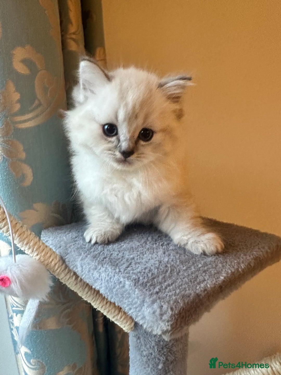 Neva Masquerade cats for sale: Gorgeous Neva Masquerade/British Blue Kittens  - Advert 11