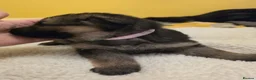 German Shepherd dogs for sale: 🐾 STUNNING GERMAN SHEPHERD PUPPIES FOR SALE** 🐾 - Advert 12