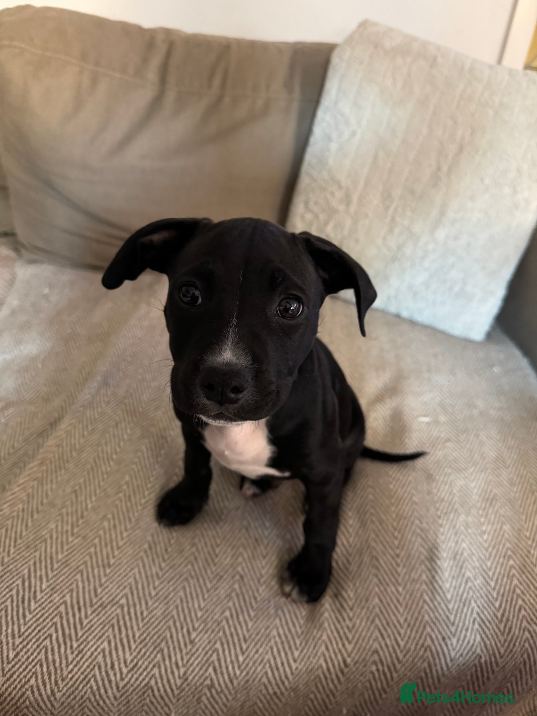 Staffordshire Bull Terrier dogs for sale: Lovely staffy called kobe - Advert 1