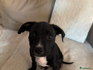 Staffordshire Bull Terrier dogs Lovely staffy called kobe - Advert 1