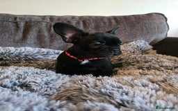 French Bulldog dogs for sale: 5 Beautiful French bulldogs - Image 22