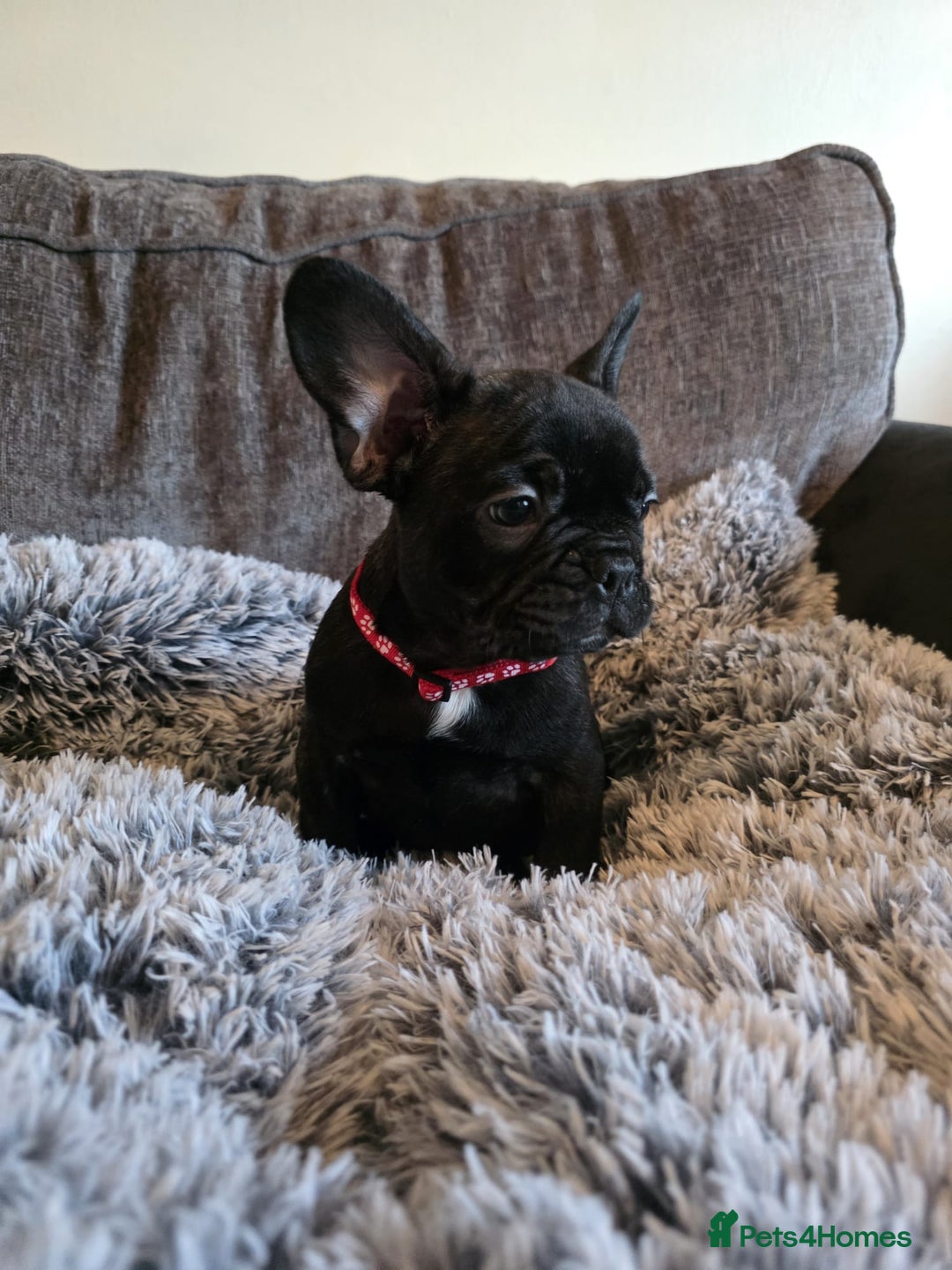 French Bulldog dogs for sale: 5 Beautiful French bulldogs - Image 22