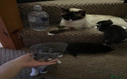 Himalayan cats for sale: Himalayan x Maine Coon Kittens – Ready Soon! - Image 25