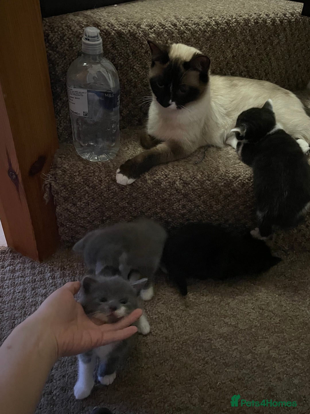Himalayan cats for sale: Himalayan x Maine Coon Kittens – Ready Soon! - Image 25