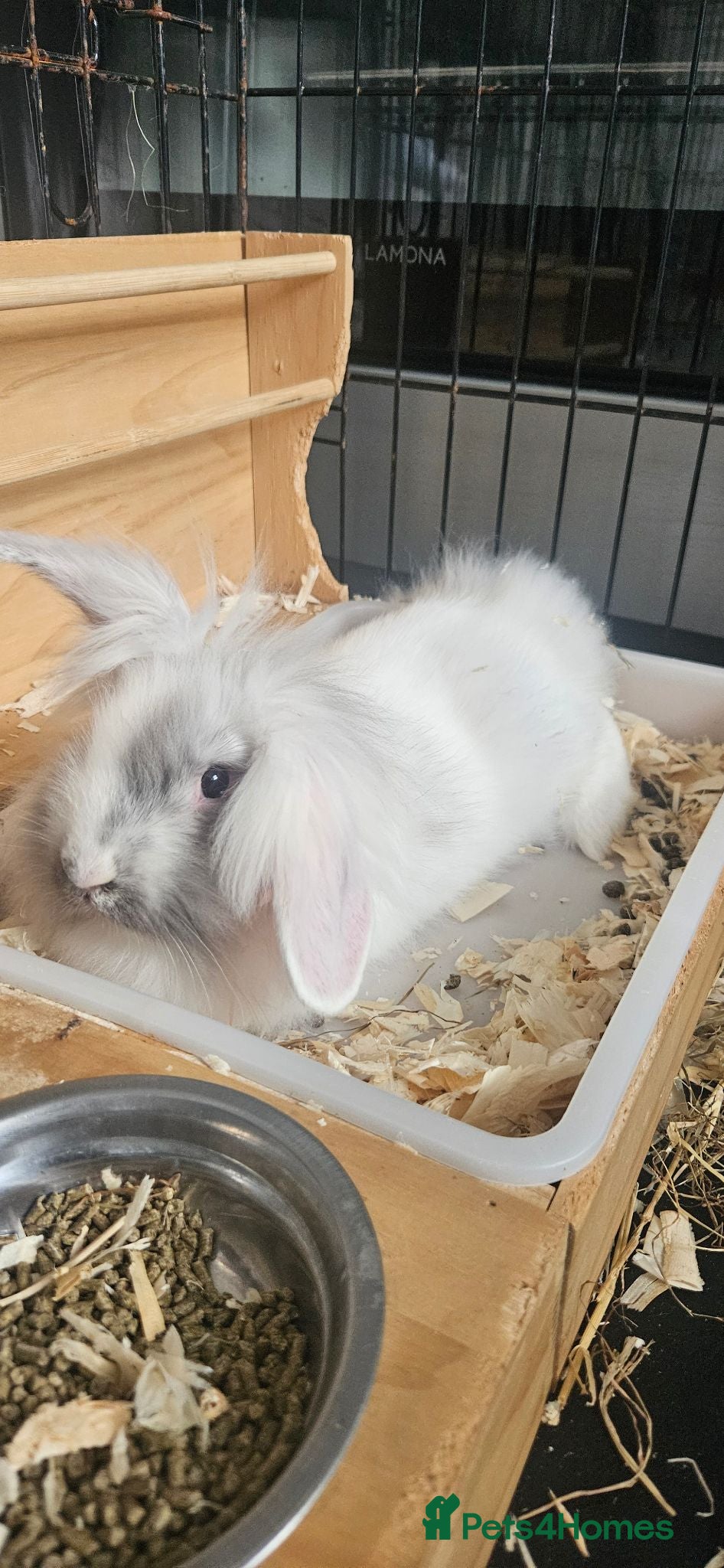Lionhead rabbits Last Lionhead baby needs a home male - Advert 16