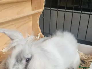 Lionhead rabbits 3 baby lionheads needing homes - Advert 1
