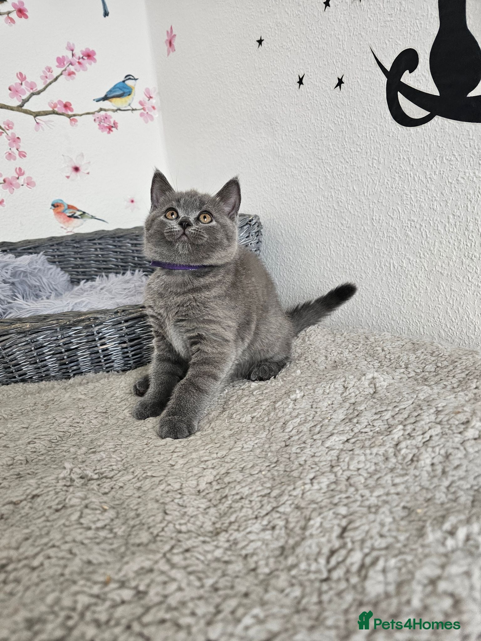 British Shorthair cats British Shorthair Kittens - Advert 1