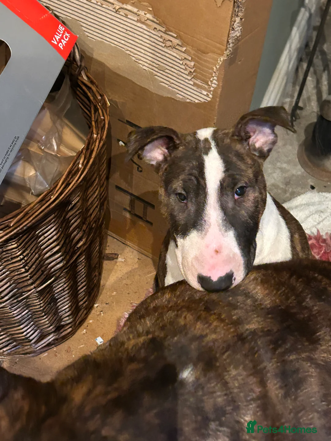 English Bull Terrier dogs for sale: English bull terrier puppy bitch for sale - Advert 1