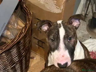 English Bull Terrier dogs English bull terrier puppy bitch for sale - Advert 2