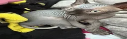 Sphynx cats for sale: Last Boy  in Romford - Advert 4