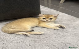 British Shorthair cats for sale: Top quality Champion Gccf british shorthair - Image 12