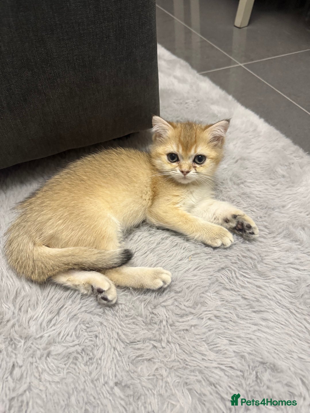 British Shorthair cats for sale: Top quality Champion Gccf british shorthair - Image 12
