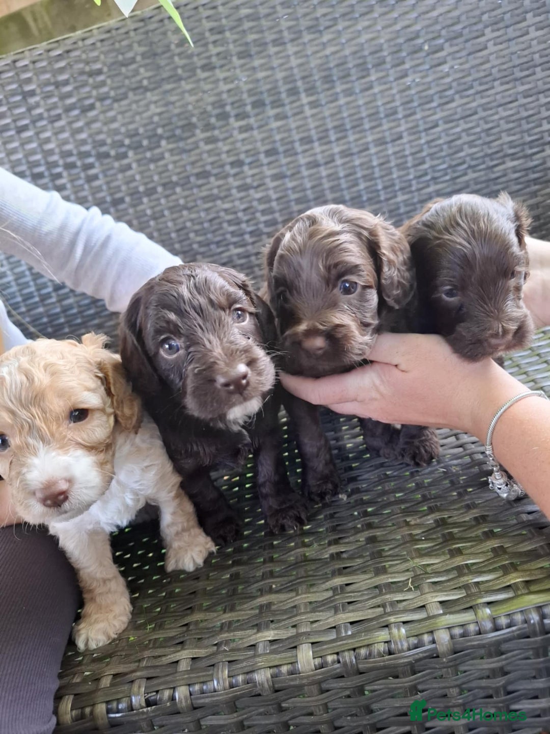 Cockapoo dogs for sale: Stunning F2 miniature cockapoo puppies  - Image 11