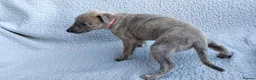 Whippet dogs for sale: KC Registered True to type whippets - Advert 10