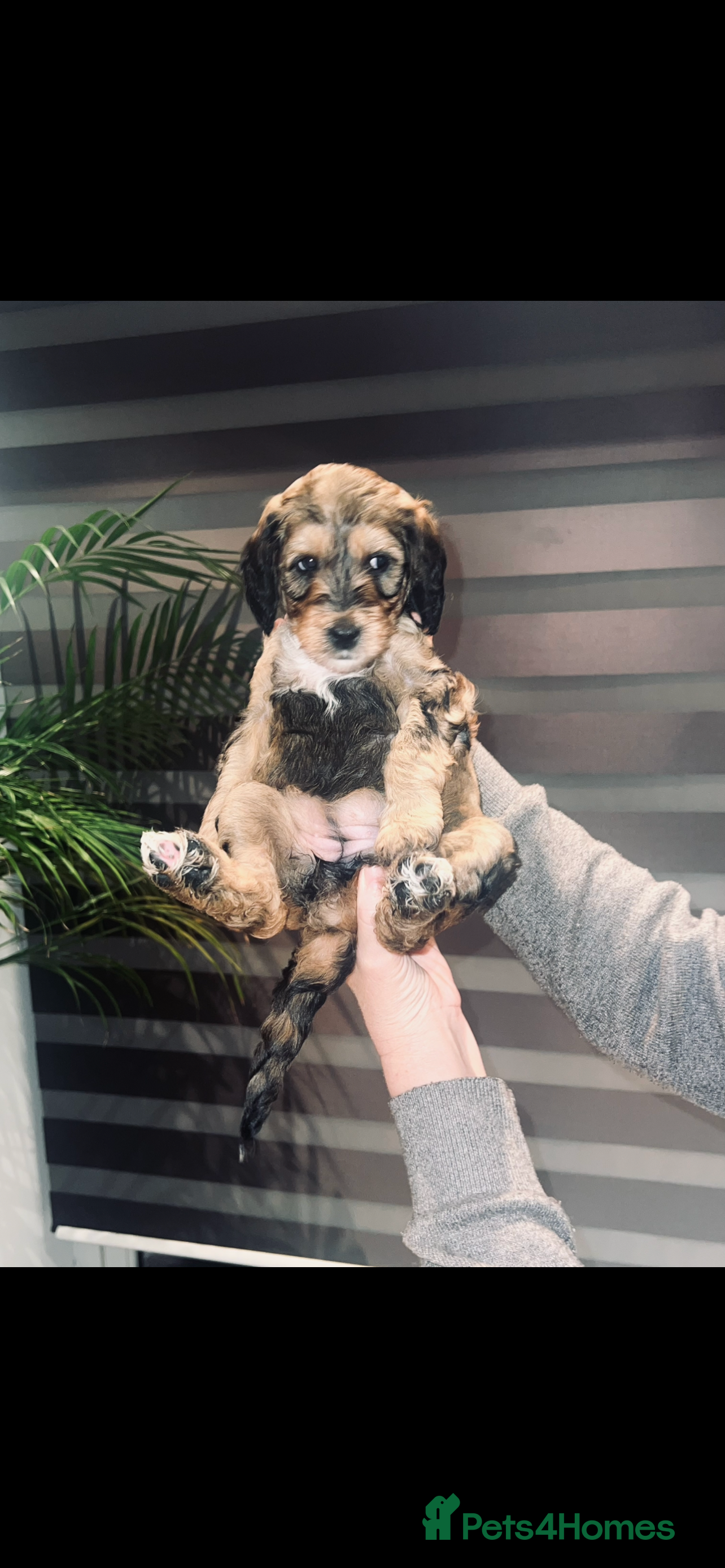 Cockapoo dogs For sale cockapoos - Advert 8