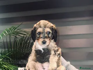 Cockapoo dogs For sale cockapoos - Advert 8