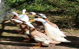 Ducks poultry for sale: Indian runner drakes - Image 1