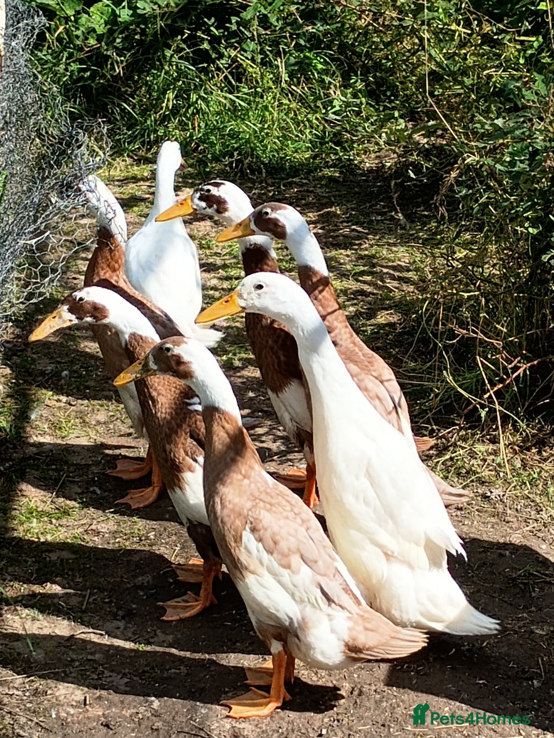 Ducks poultry for sale: Indian runner drakes - Image 1