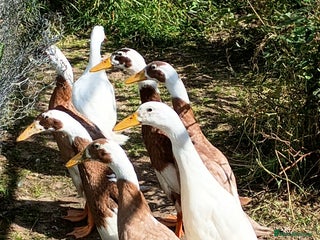 Ducks poultry - Advert 11