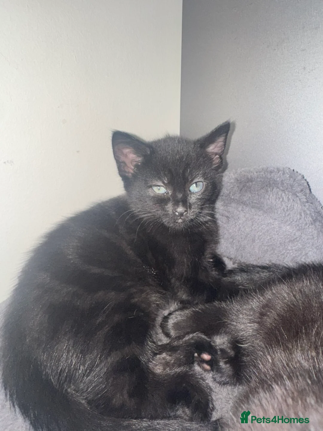 Mixed Breed cats for sale:     🐾 Gorgeous Mix Kittens – 2 Girls & 1 Boy in Rotherham - Advert 11