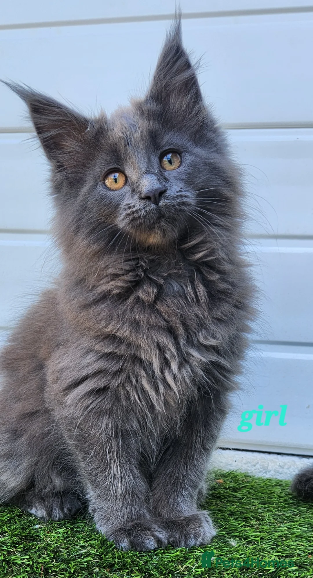 Maine Coon cats for sale: Beautiful gccf PET registered maine coon babies  - Advert 1