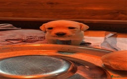 Labrador Retriever dogs for sale: Labrador Puppies Looking for Their Forever Homes!  - Image 4