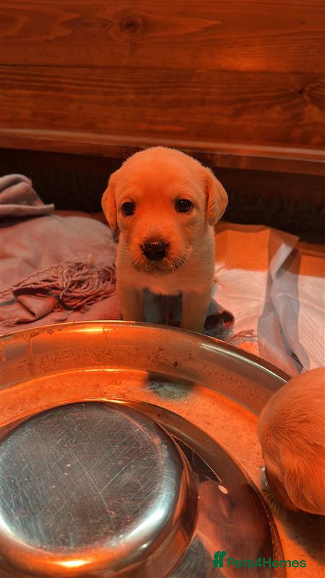 Labrador Retriever dogs for sale: Labrador Puppies Looking for Their Forever Homes!  - Image 4