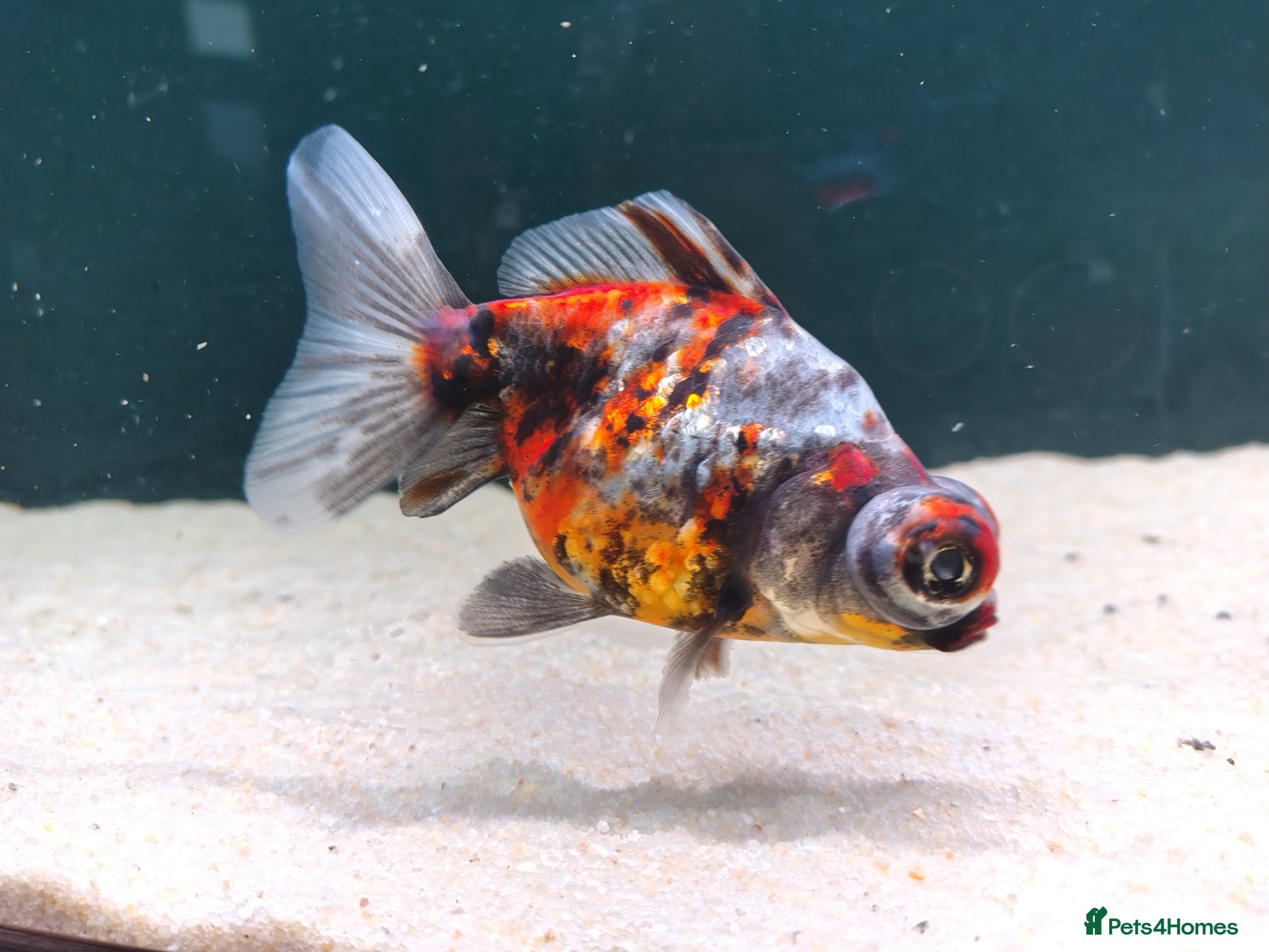 Fancy Goldfish fish Dragon eye telescope  - Advert 12