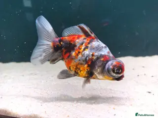 Fancy Goldfish fish Dragon eye telescope - Advert 12