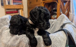 Cockapoo dogs for sale: Adorable Puppies Looking for Their Forever Homes! - Image 9