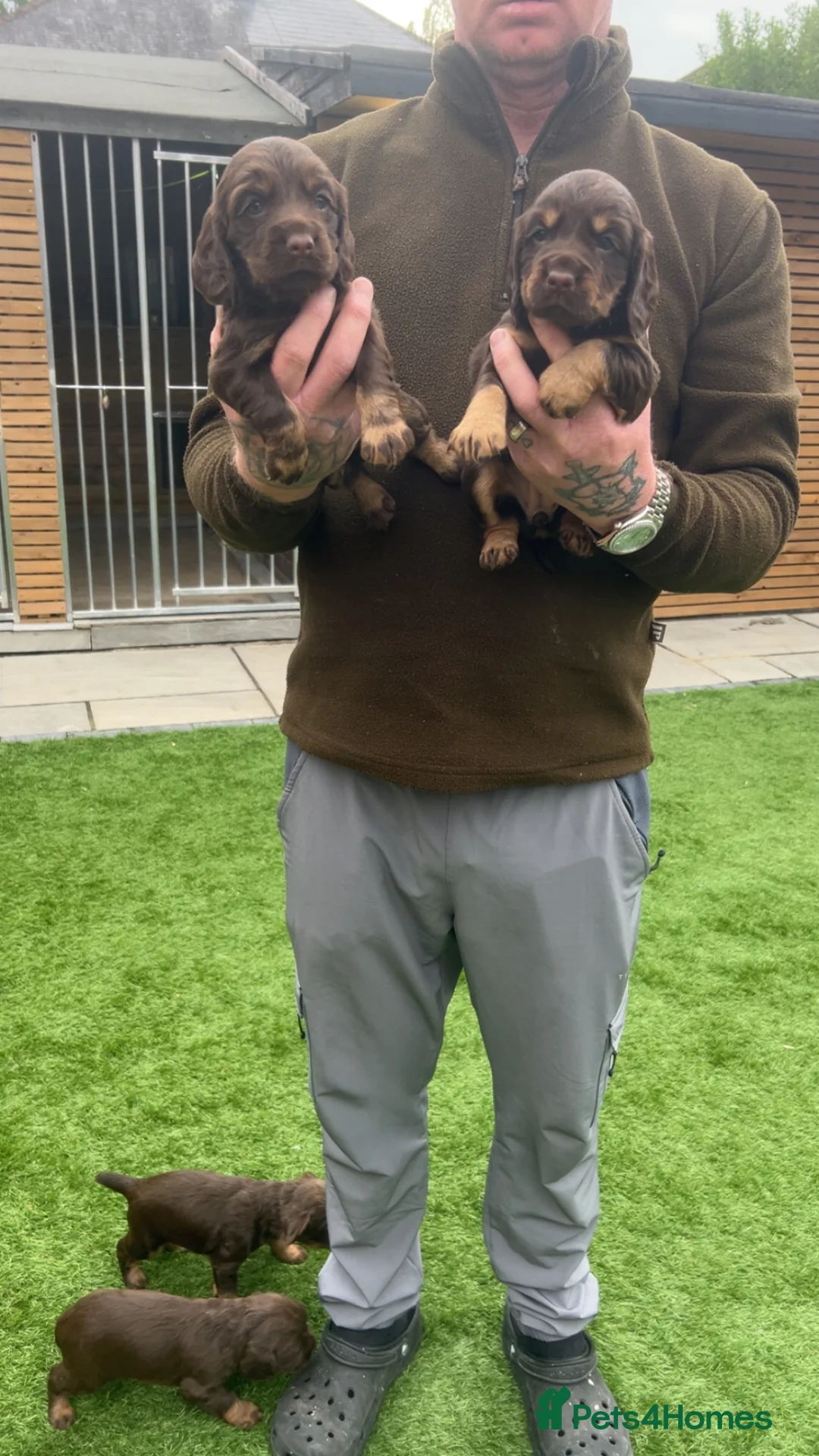 Cocker Spaniel dogs for sale: Working cocker spaniel pups  in Stockton-on-Tees - Advert 2