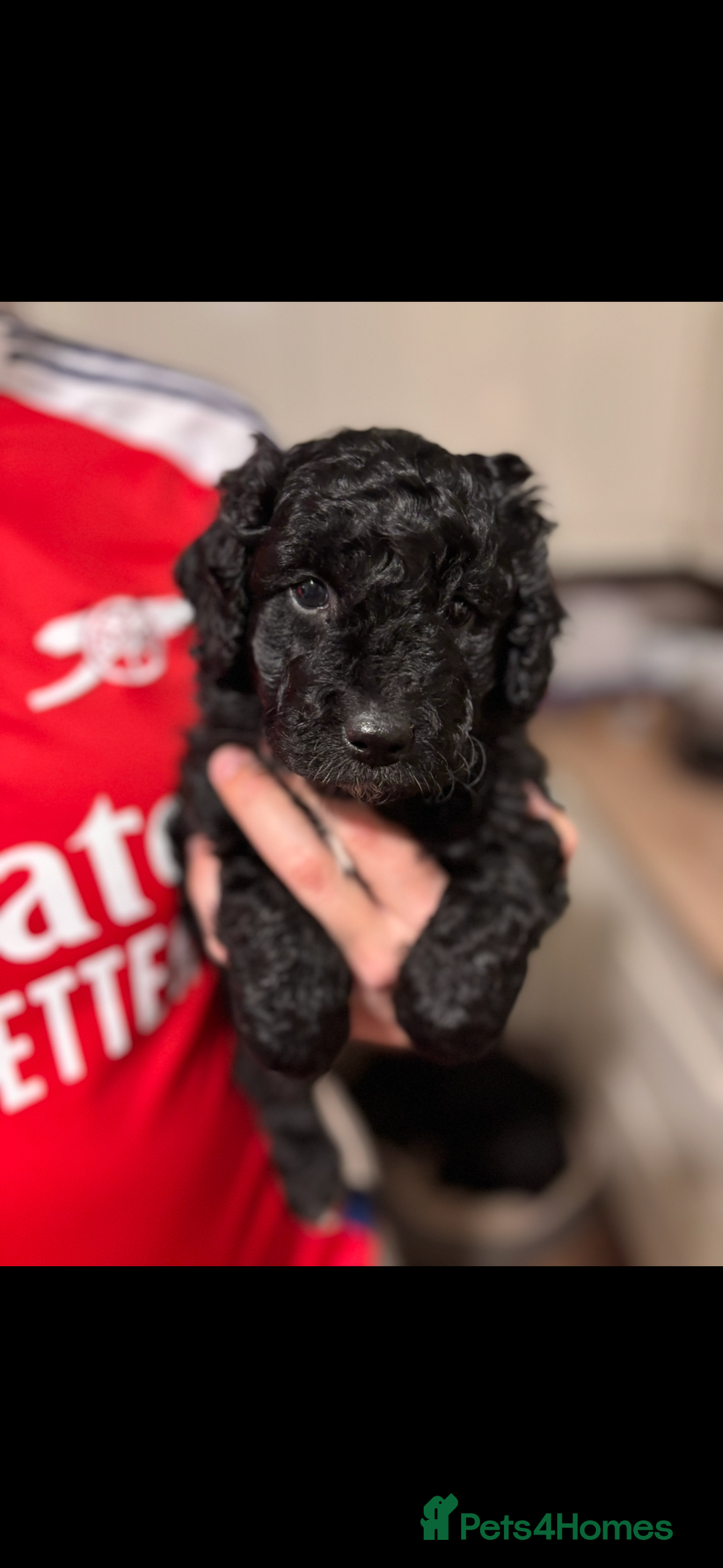 Bordoodle dogs for sale: Beautiful border collie x miniature poodle puppies - Image 1