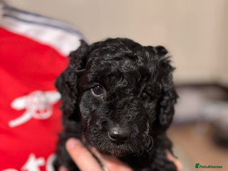 Bordoodle dogs - Advert 2