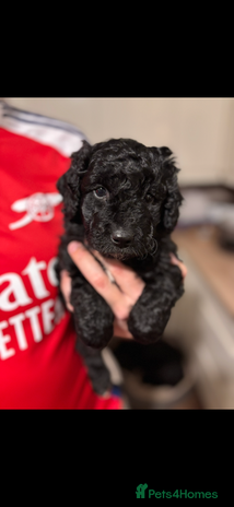 Bordoodle dogs - Advert 1