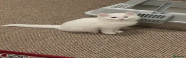 Siberian 1