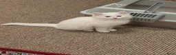 Siberian cats for sale: White Pure Siberian Kitten  in Leeds - Advert 6