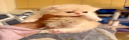 Persian cats for sale: Pure bred   **  cream shaded Persian kitten  in Hounslow - Advert 2