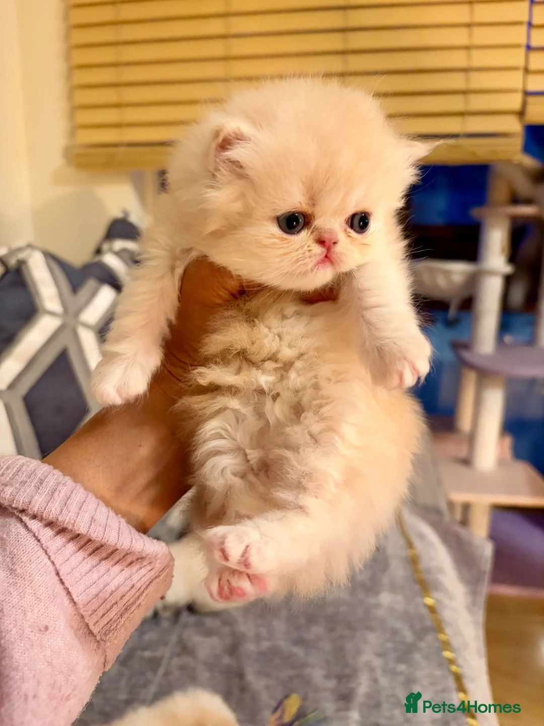 Persian cats for sale: Pure bred   **  cream shaded Persian kitten  in Hounslow - Advert 2